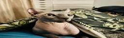 Sphynx cats for sale: Stunning lilac and blue sphynx  - Advert 16