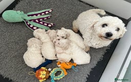 Bichon Frise dogs for sale: Kc registered show quality puppies - Image 2