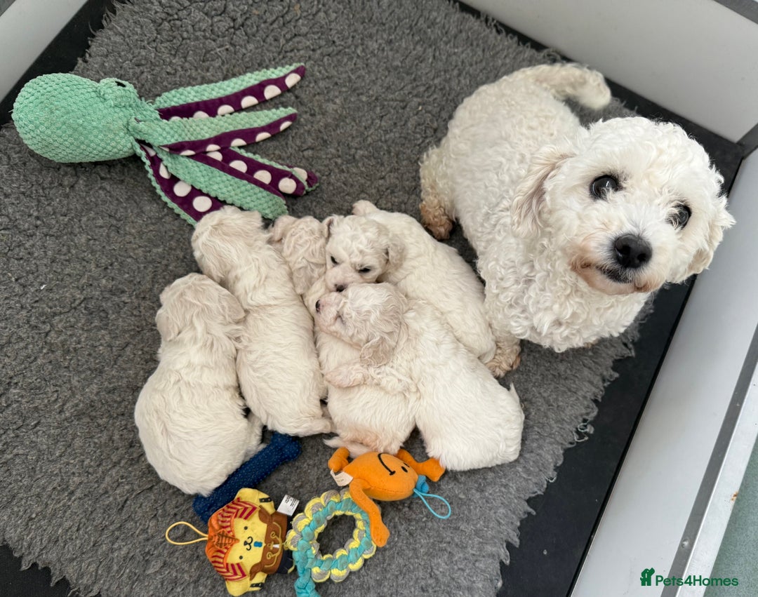 Bichon Frise dogs for sale: Kc registered show quality puppies - Image 2