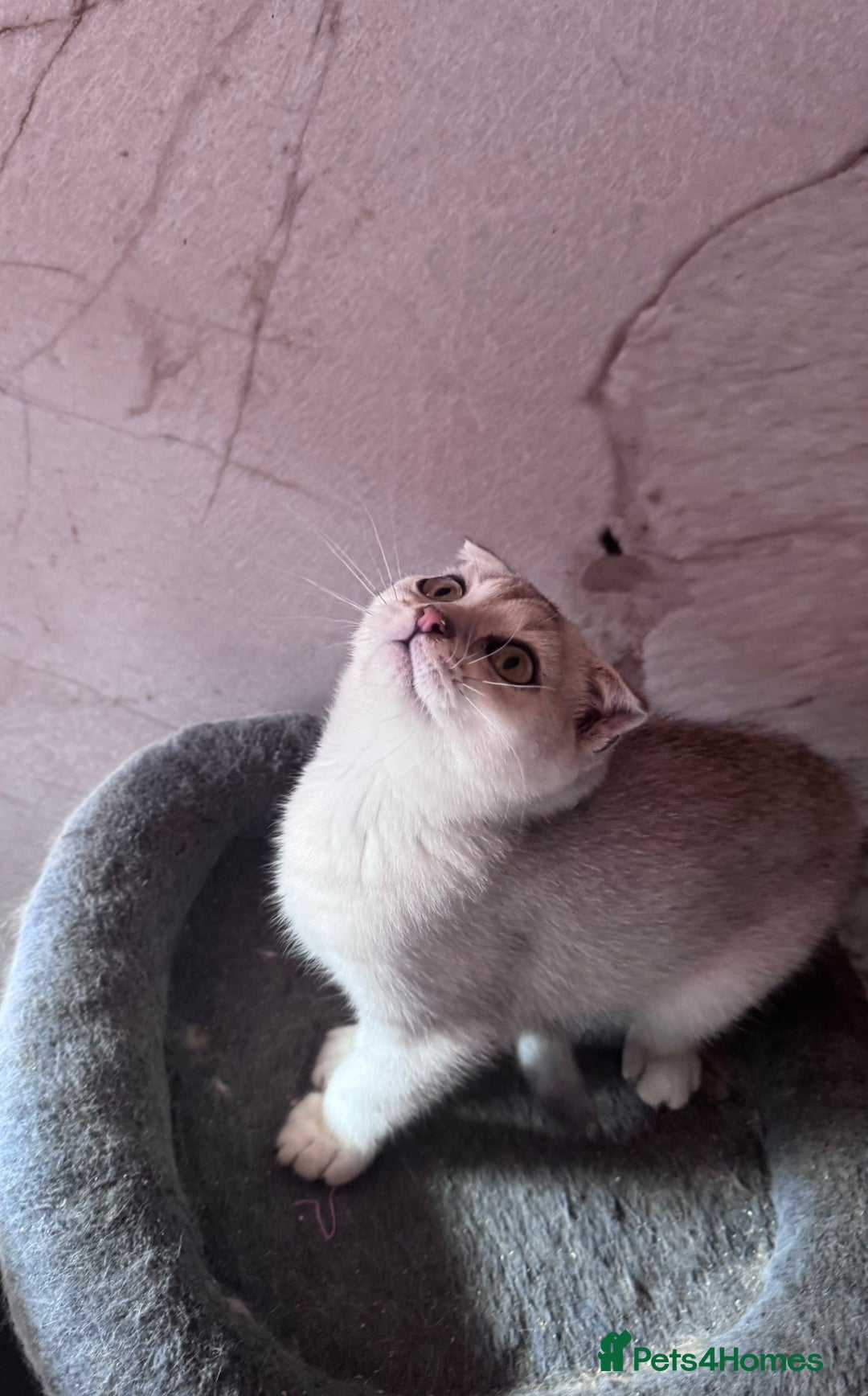 Scottish Fold cats for sale: Scottish fold kittens in hull - Image 34