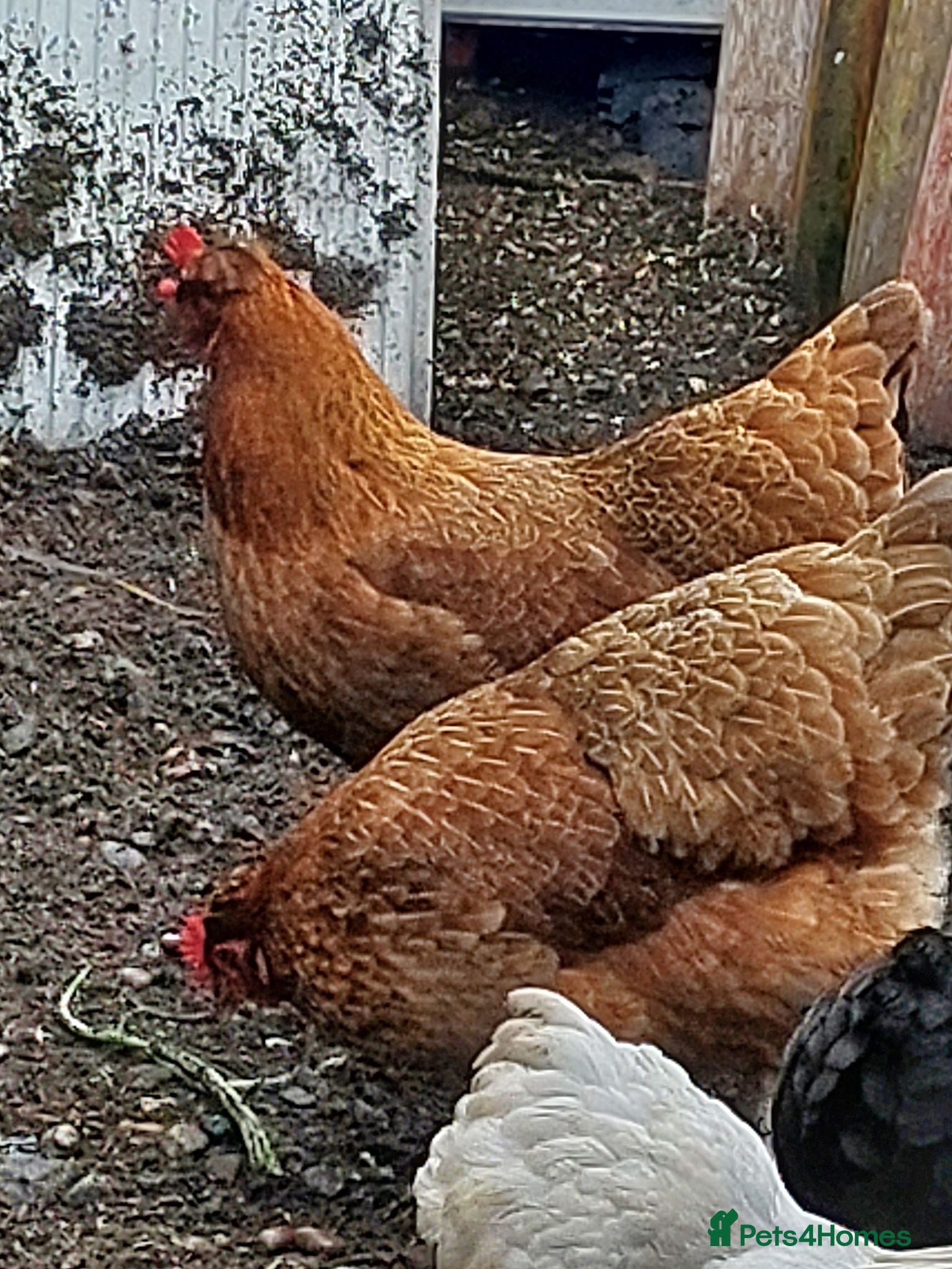 Chickens poultry 6 Autralaup hens 11 months old laying  - Advert 5