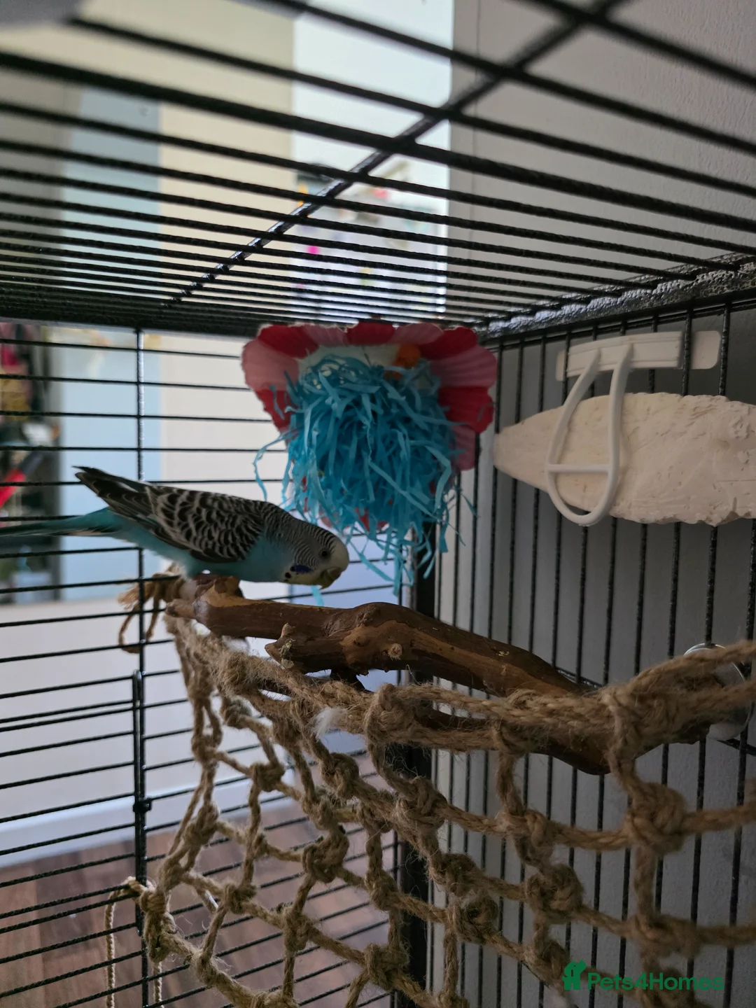 Budgerigars birds for sale: Budgies  - Advert 6