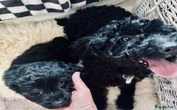 Mixed Breed dogs for sale: Beautiful Sproodle puppies stunning  - Image 19