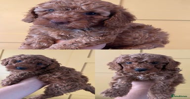 Cockapoo dogs in Boston - Advert 15