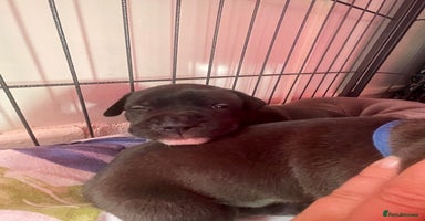 Staffordshire Bull Terrier dogs - Advert 11