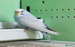 Budgerigars birds for sale: Budgies  - Advert 20