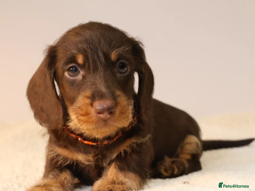 Miniature Dachshund dogs for sale: Choco+Wirehaired+5*Licensed+Kc+Praclear+Vetchecked - Advert 8