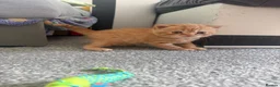 Scottish Fold cats for sale: Scottish fold kittens in Southend-on-Sea - Advert 9