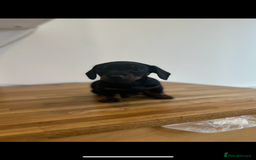 Miniature Dachshund dogs for sale:   🐾READY NOW🐾 | ONLY 1 BOY LEFT - Image 33