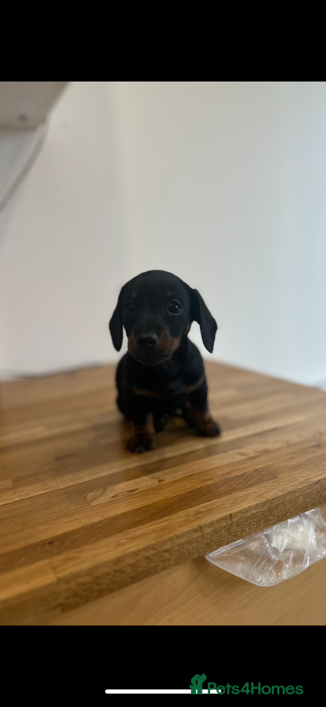 Miniature Dachshund dogs for sale:   🐾READY NOW🐾 | ONLY 1 BOY LEFT - Image 33