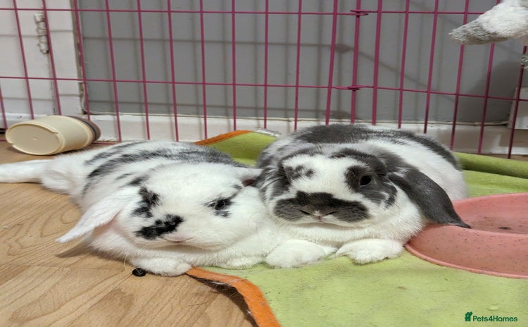 Mini Lop rabbits - Advert 4