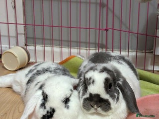 Mini Lop rabbits - Advert 8