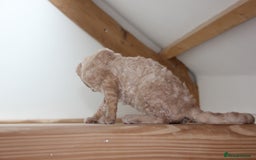 Devon Rex cats for sale: 1 girl left. Stunning Devon Rex GCCF kittens  - Image 34