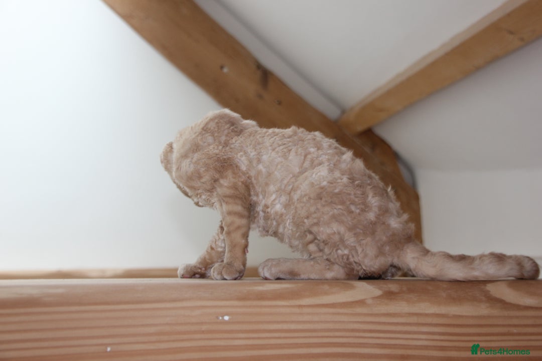 Devon Rex cats for sale: 1 girl left. Stunning Devon Rex GCCF kittens  - Image 34