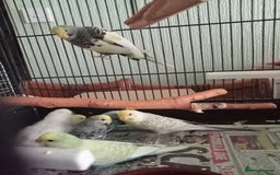Budgerigars birds for sale: Baby budgies for sale  - Image 5