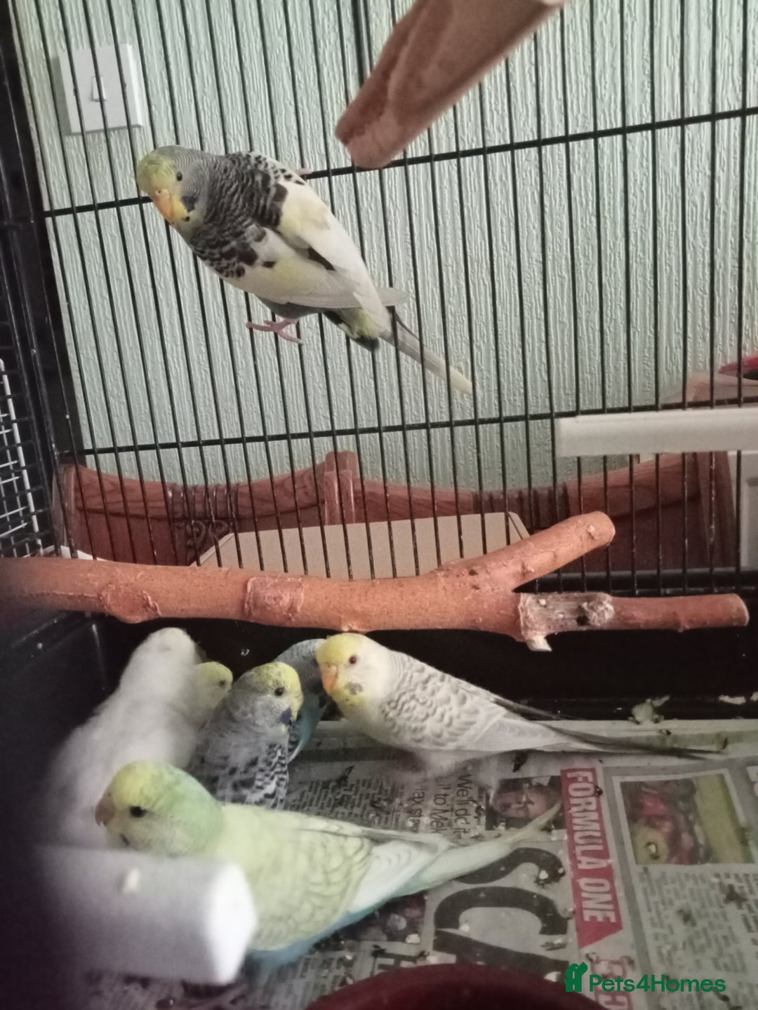 Budgerigars birds for sale: Baby budgies for sale  - Image 5