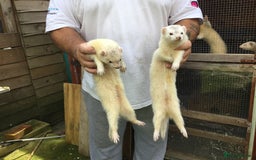 Ferret rodents for sale: Silver Males Brothers  - Image 5