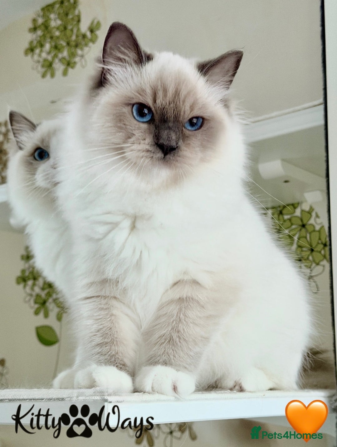 Ragdoll cats for sale: 🐾🩷*TICA REG* EU RAGDOLL KITTENS🌟 DNA CLEAR 🩵🐾 - Image 15