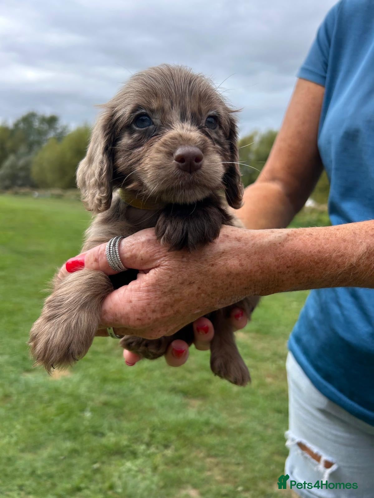 Cocker Spaniel dogs BEAUTIFUL COCKER SPANIEL PUPS FOR SALE - Advert 2