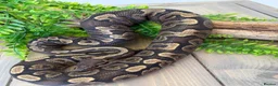 Python Snake reptiles for sale: 2yr old Royal Python and enclosure - Advert 2