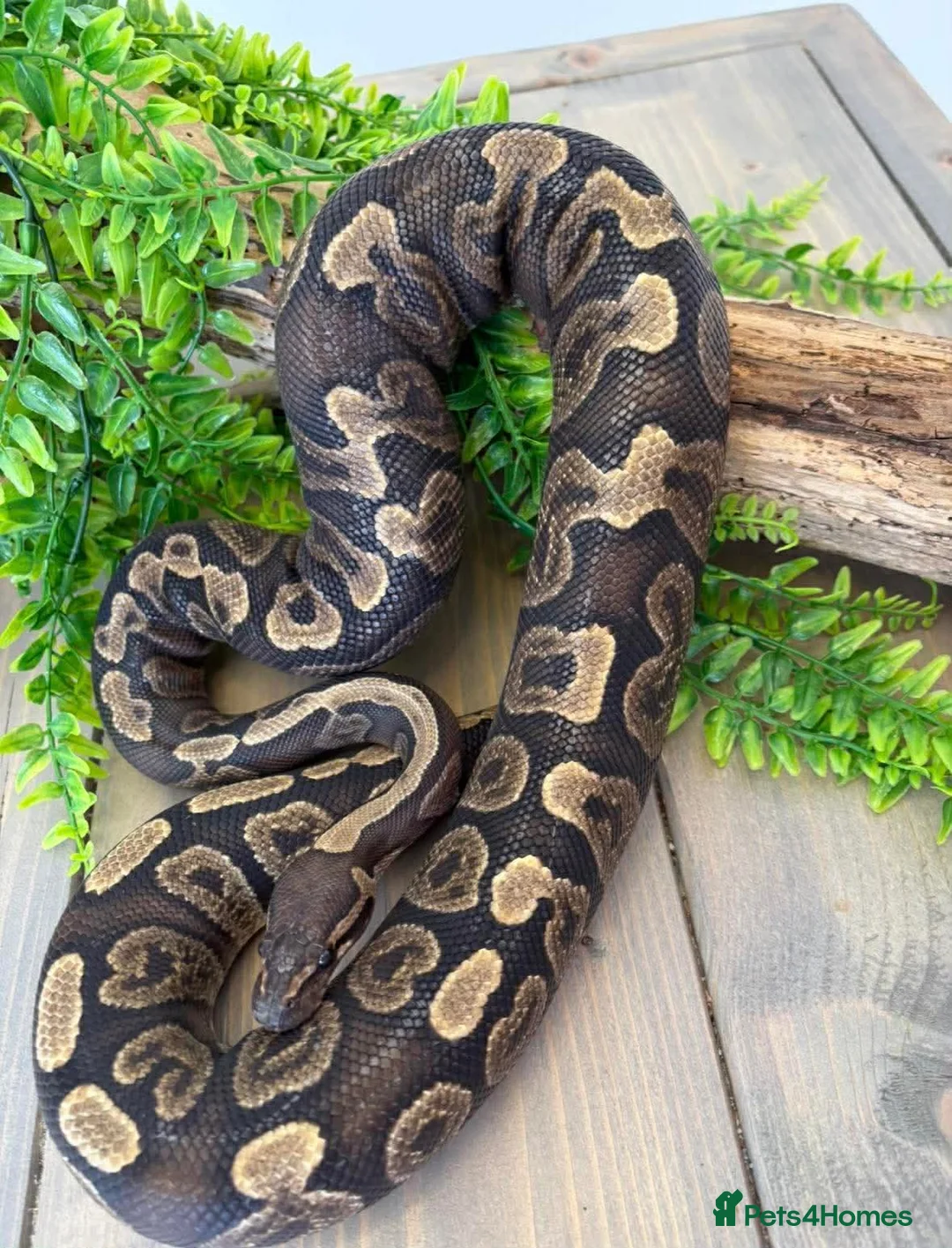 Python Snake reptiles for sale: 2yr old Royal Python and enclosure - Advert 2
