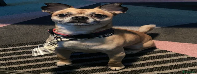 Timmy