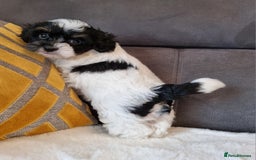 Shihpoo dogs for sale: Adorable little Shihpoo's, sold fully vaccinated - Image 39