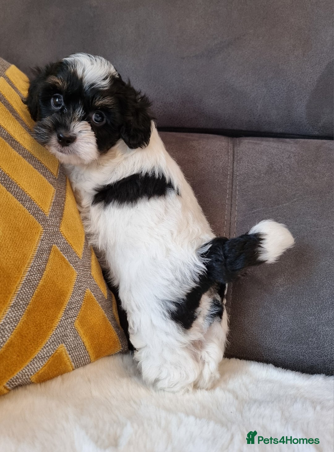 Shihpoo dogs for sale: Adorable little Shihpoo's, sold fully vaccinated - Image 39
