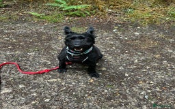 Mixed Breed dogs for adoption: Sweet Snaci looking for LOVE in Salisbury - Image 14