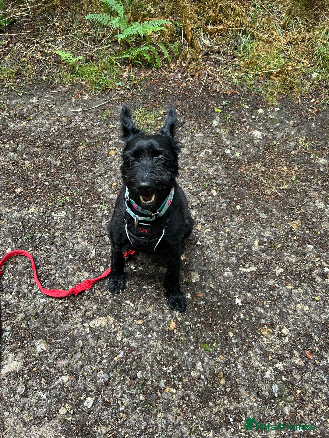 Mixed Breed dogs for adoption: Sweet Snaci looking for LOVE in Salisbury - Image 14