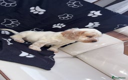 Cocker Spaniel dogs for sale: Sold  - Image 1