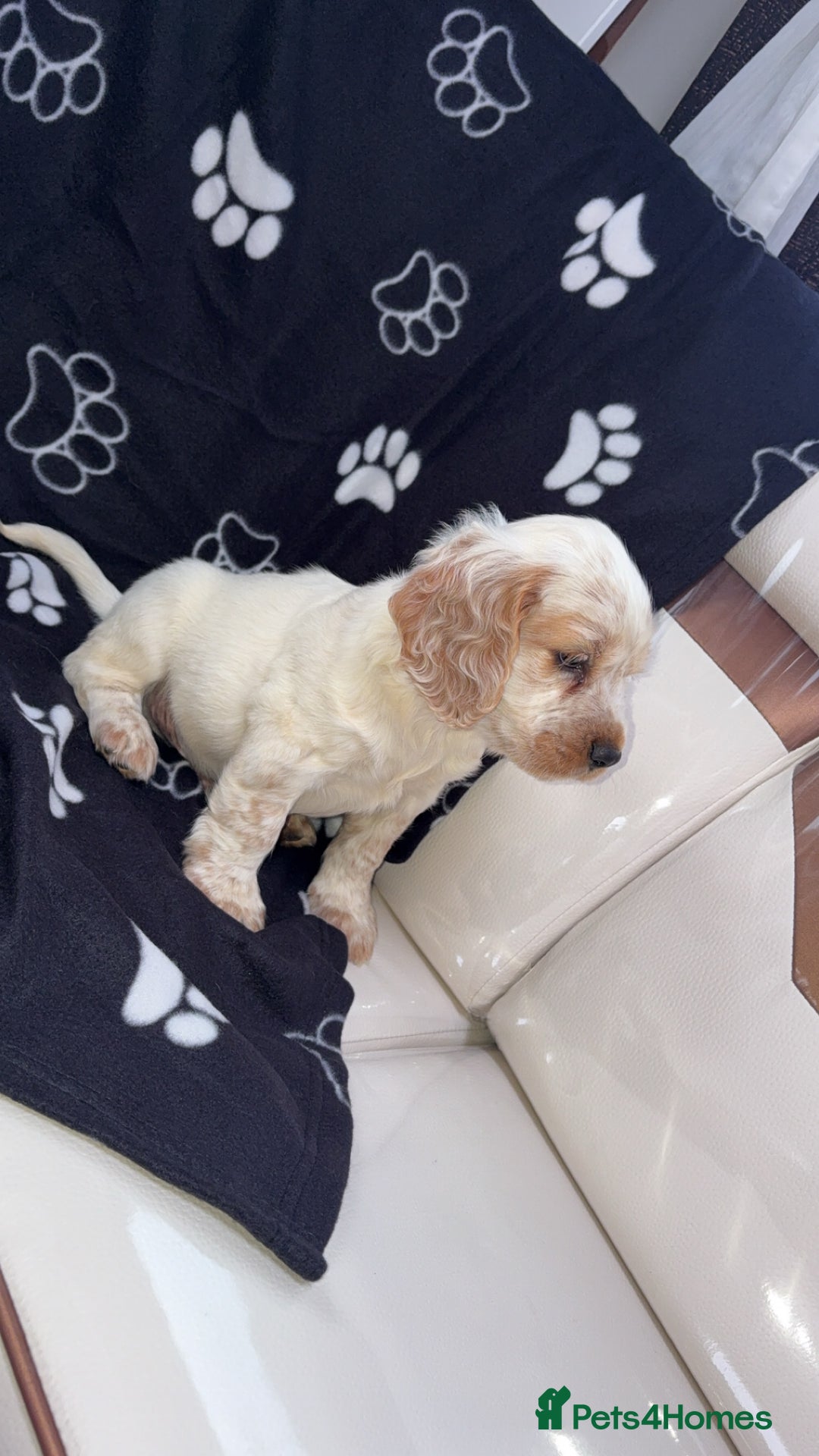 Cocker Spaniel dogs for sale: Sold  - Image 1