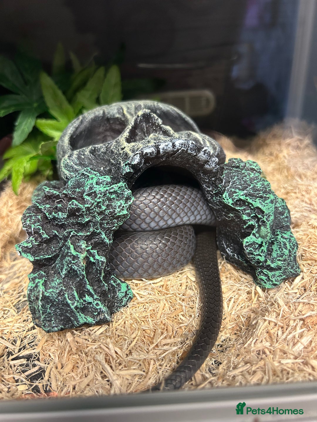 King Snake reptiles for sale: Mexican Black Kingsnake & Full Setup  - Image 1