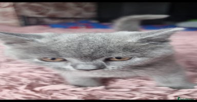 British Shorthair cats - Advert 4