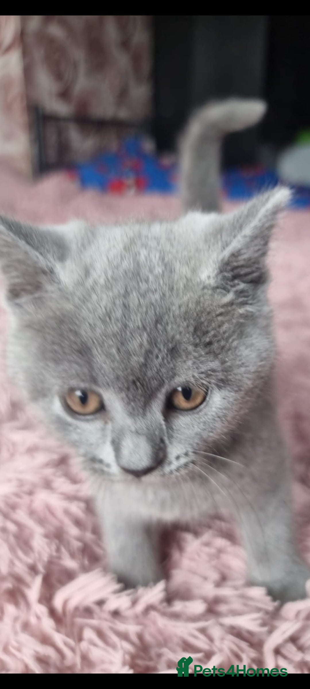 British Shorthair cats for sale: 3 beautiful bsh female kittens available  - Image 3