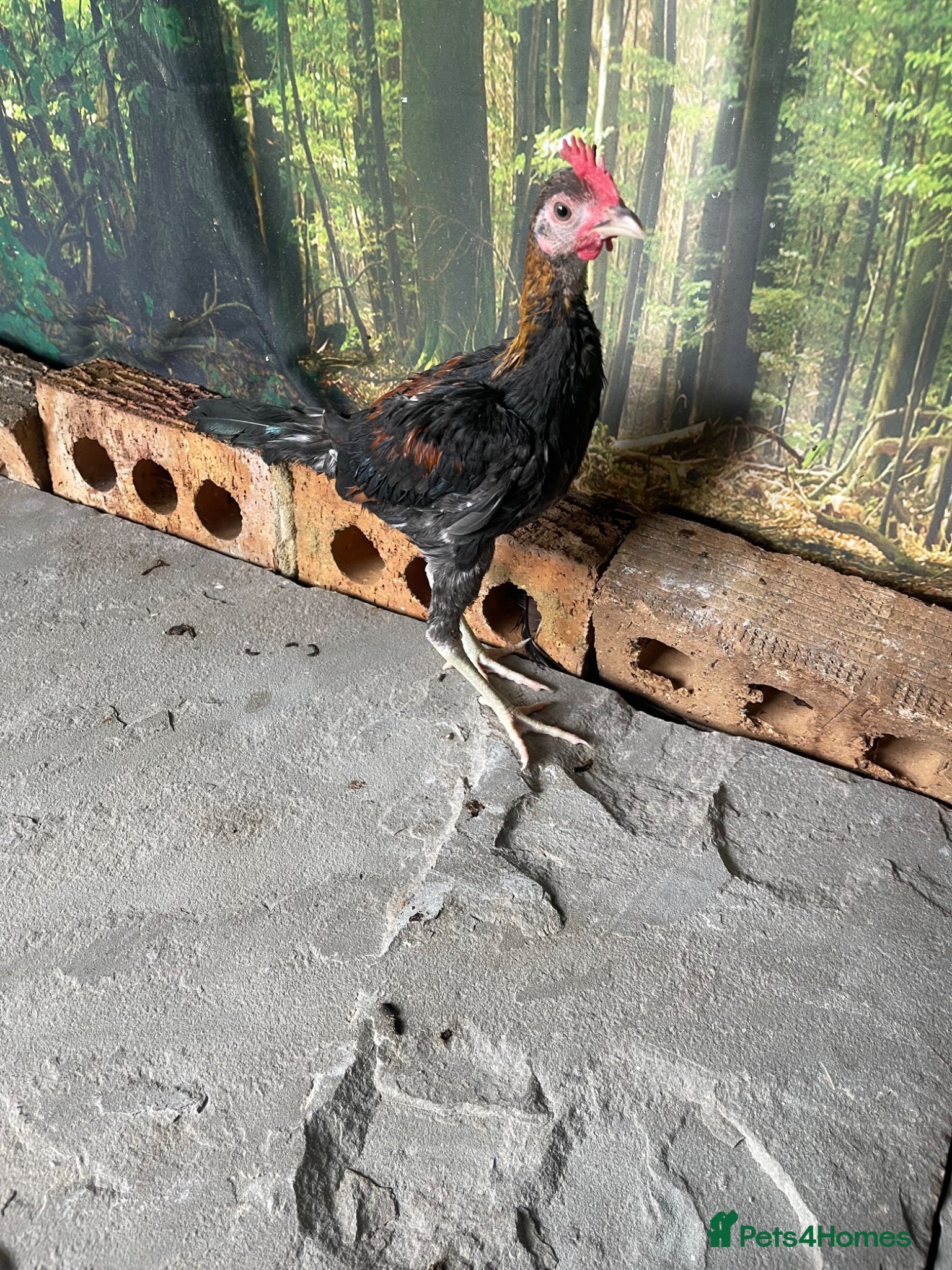 Chickens poultry 2 Modern game bantam cockerels  - Advert 13