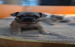 Mixed Breed dogs for sale: Frenchie x Chihuahua puppies - Image 3