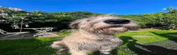 Irish Wolfhound dogs for sale: Irish Wolfhound Puppies for Sale: 3 Female 5 Male  in Cannock - Advert 11