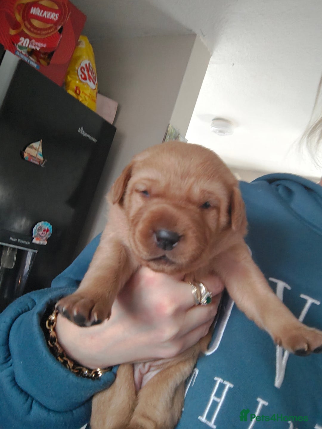 Labrador Retriever dogs for sale: Stunning Labrador pups - Advert 6