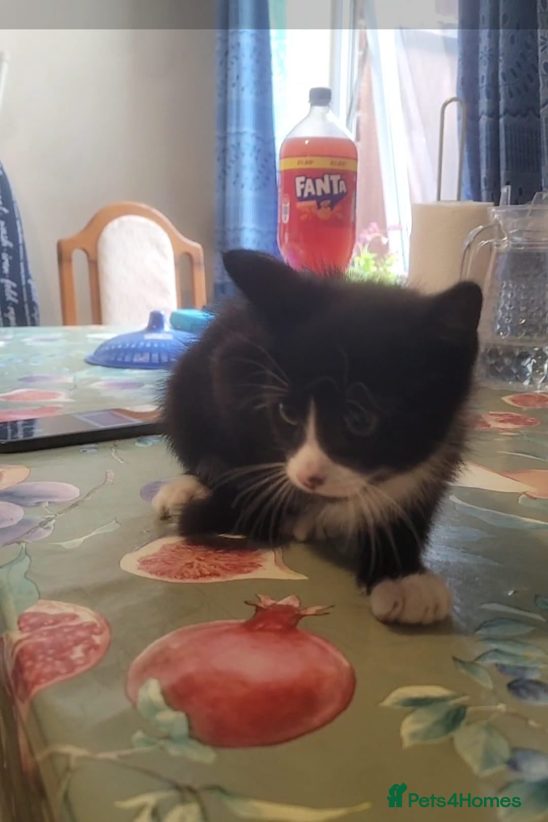 Bengal cats Tuxedo male kitten for sale - Advert 1