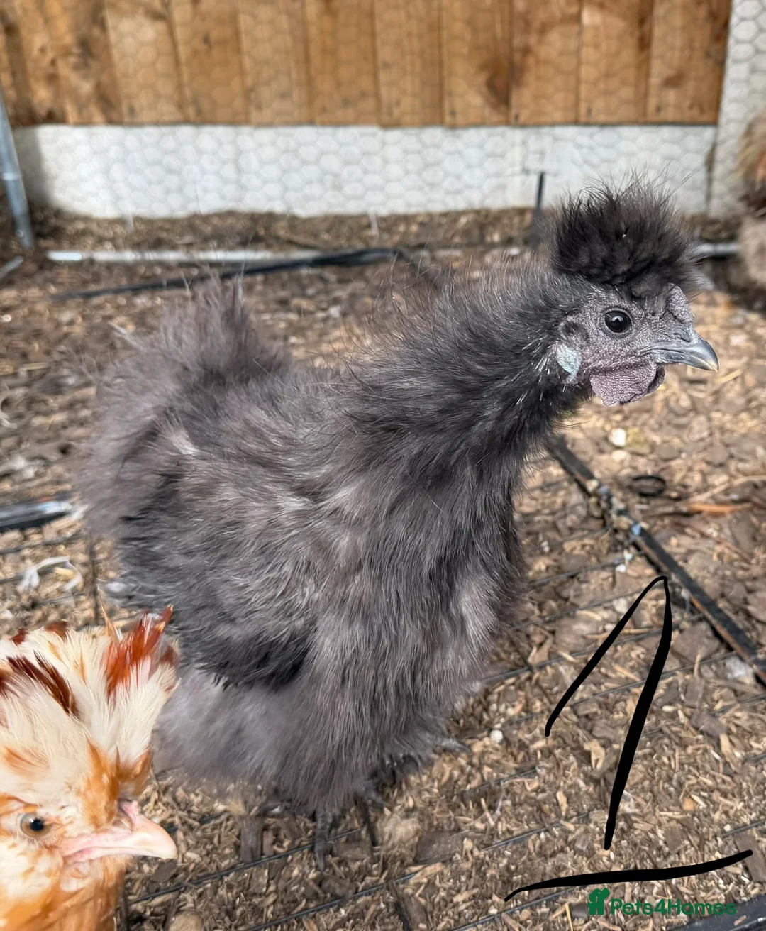 Chickens poultry for sale: USA Silkie cockerels  - Advert 5