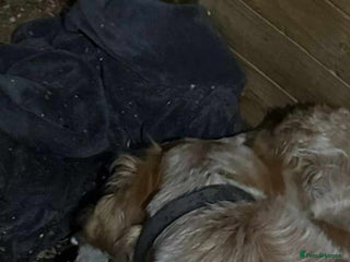 Cocker Spaniel dogs Cocka spaniel - Advert 1