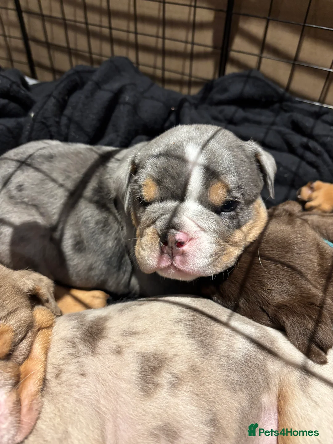 English Bulldog dogs for sale: Bulldog Puppies Champion bloodlines - Advert 19