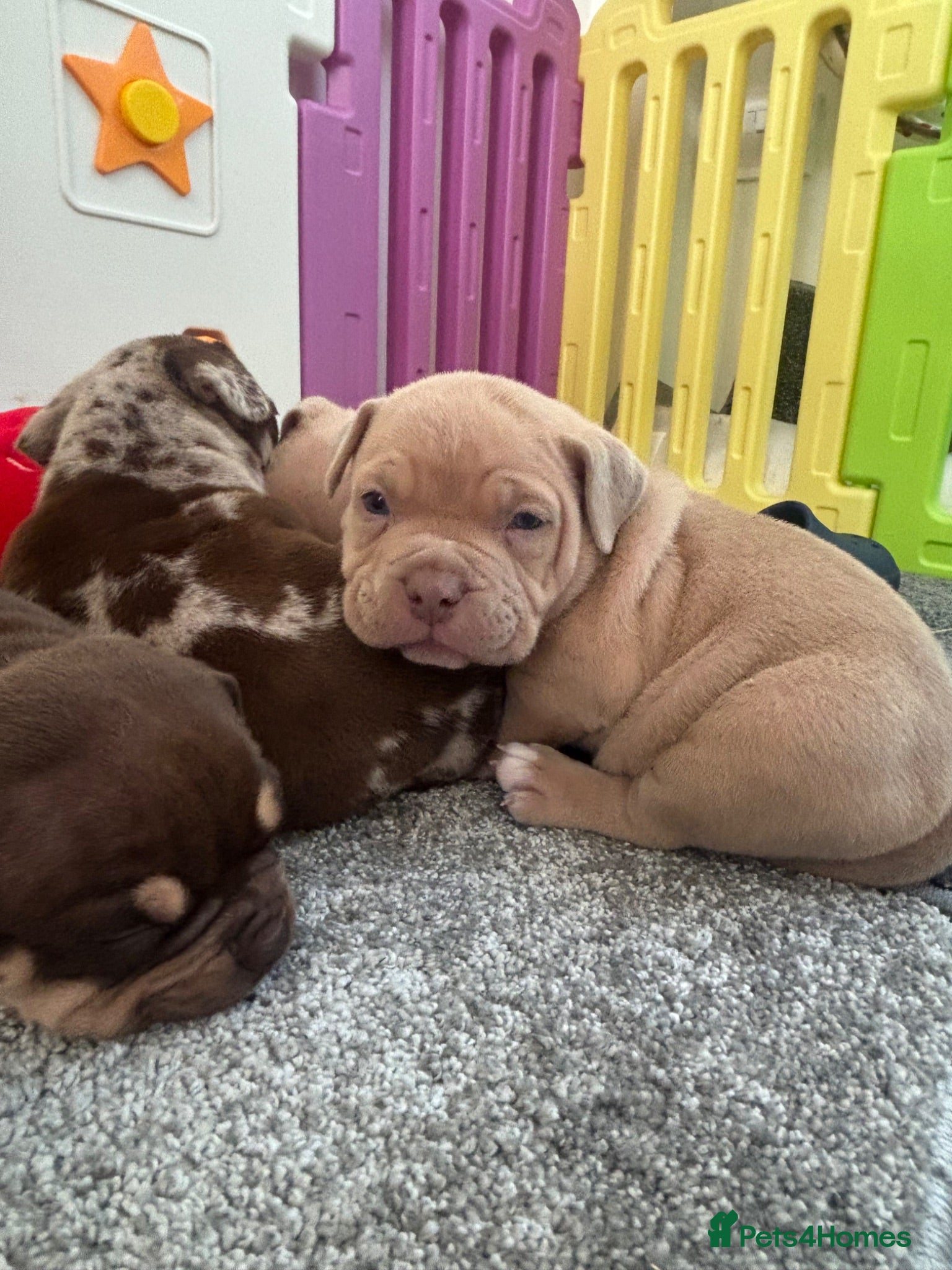 American Bully dogs Quality Pocket bully pups - Advert 7