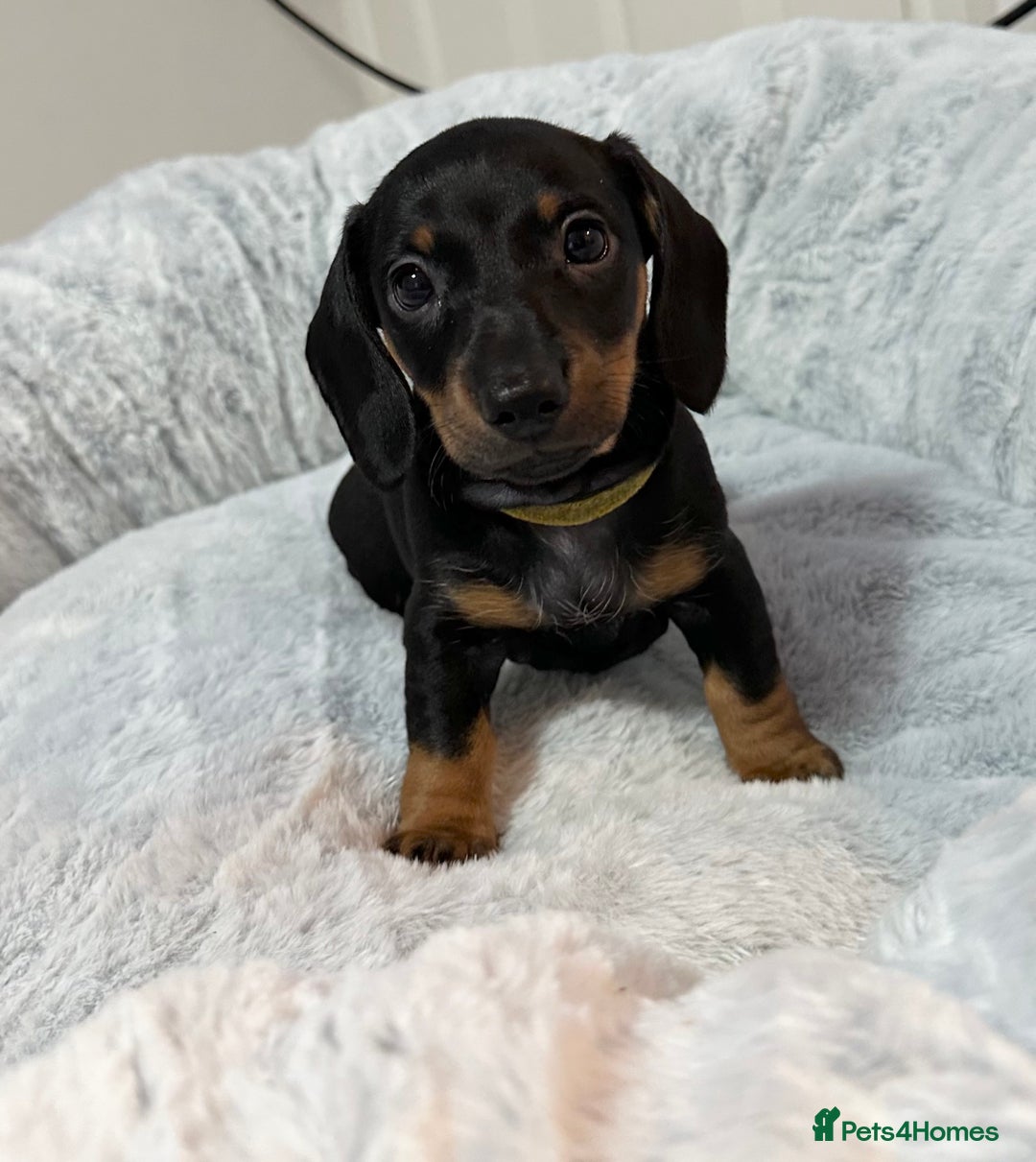 Dachshund dogs for sale: Dachshund puppies (2 LEFT) - Advert 24