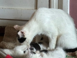 Mixed Breed cats Three lovely short haired kittens - Advert 1