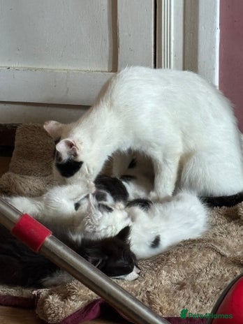 Mixed Breed cats Three lovely short haired kittens - Advert 1