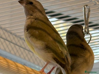 Finches birds gouildan finches available Runcorn - Advert 6