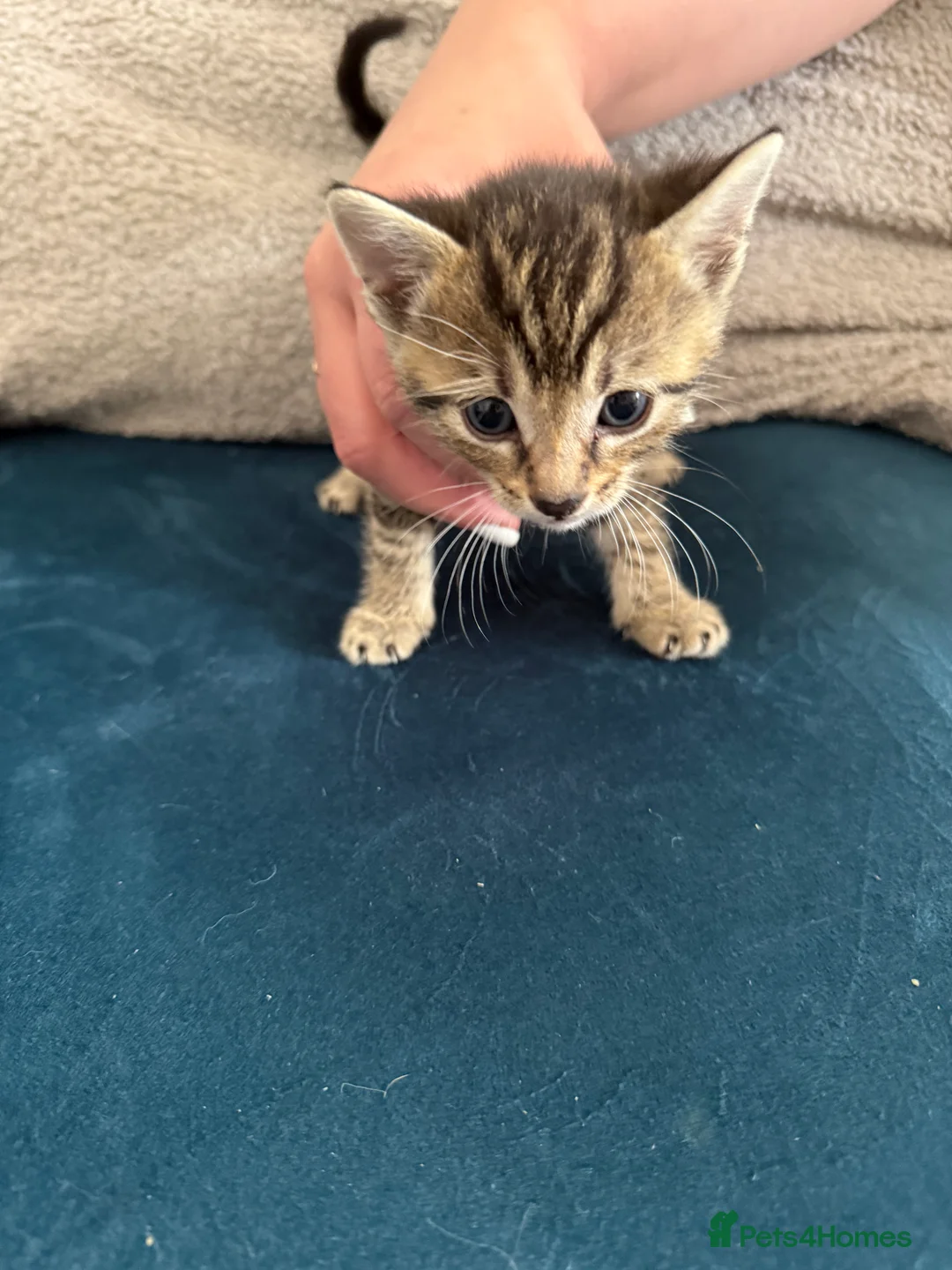 Mixed Breed cats for sale: Beautiful kittens looking for loving homes  - Advert 2
