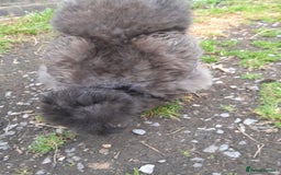 Chickens poultry for sale: Showgirl and silkie chicks/chickens - Image 3